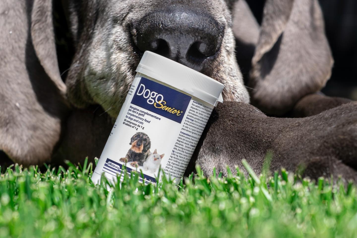 DogoSenior 6 év feletti kutyák számára készült speciális tápanyag igényt kielégítő készítmény