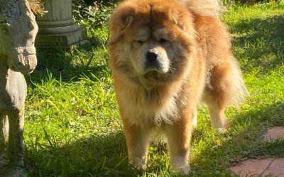 Betty a Csau Csau és a DogoRelax esete