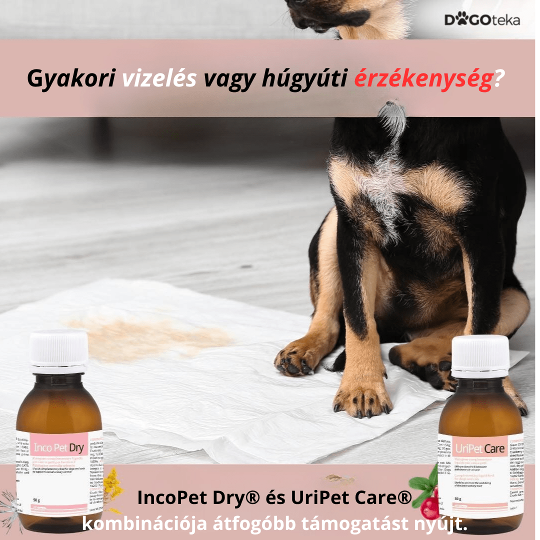 gyakori vizelés, húgyúti érzékenység vagy kellemetlen érzés vizelés